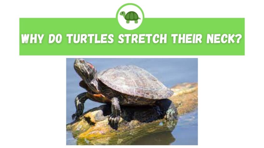 Turtle Stretching Neck: What does it mean? – The Turtle Expert