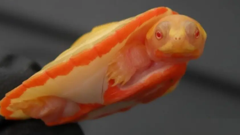 Albino Pink Belly Sideneck Turtle picture