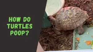 turtle pooping