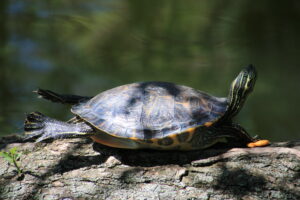 Yellow Belly Cooter