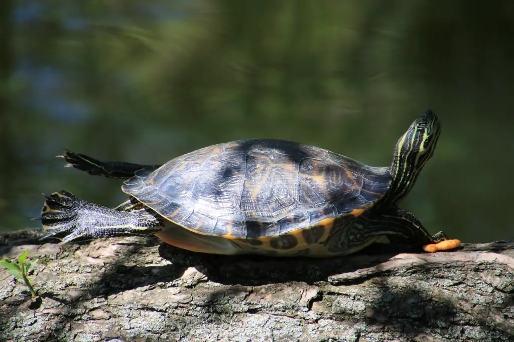 Yellow Belly Cooter Turtle: Everything you need to know! – The Turtle ...