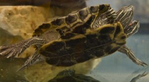 Adult Two Headed Turtle swimming