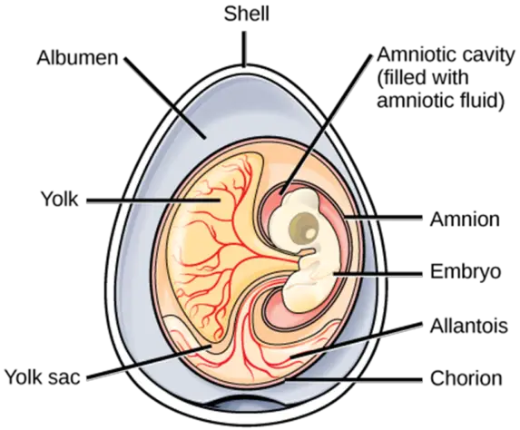 inside of turtle egg amniotic
