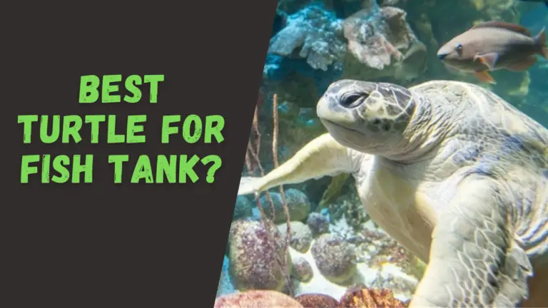 Best Turtle for Fish Tank? – The Turtle Expert