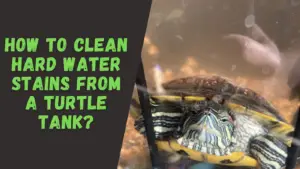 How to Clean Hard Water Stains From a Turtle Tank