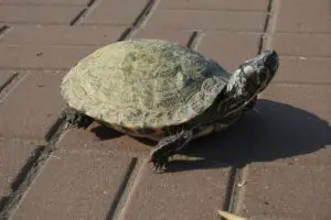 How to Moisturize a Turtle Shell