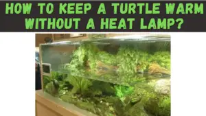 How to Keep a Turtle Warm Without a Heat Lamp