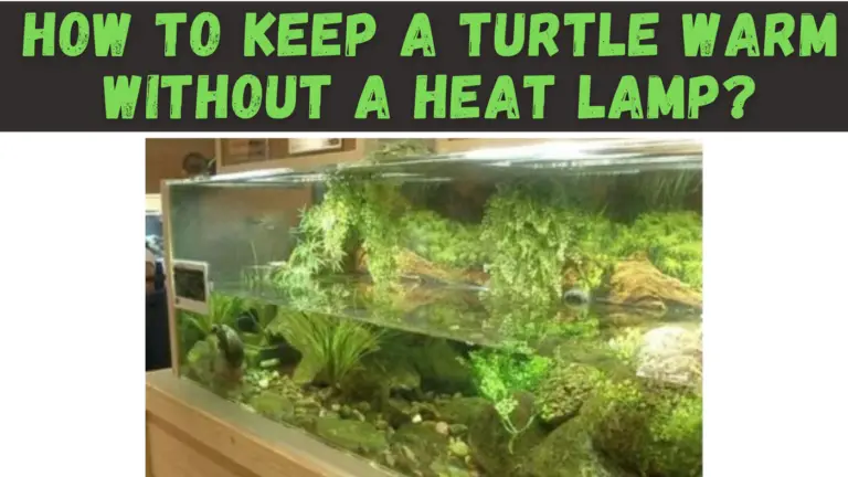 How to Keep a Turtle Warm Without a Heat Lamp – The Turtle Expert