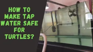 How to make tap water safe for turtles