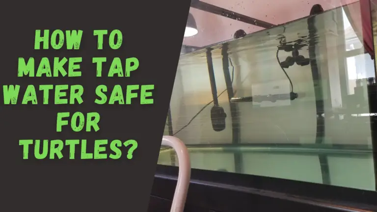 How to Make Tap Water Safe for Turtles? – The Turtle Expert