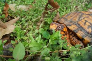 land plants safe for turtles