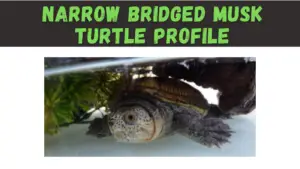 Narrow Bridged Musk Turtle