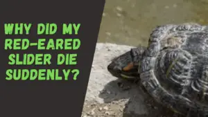Why Did My Red-Eared Slider Die Suddenly?