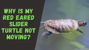 Why is My Red Eared Slider Turtle Not Moving