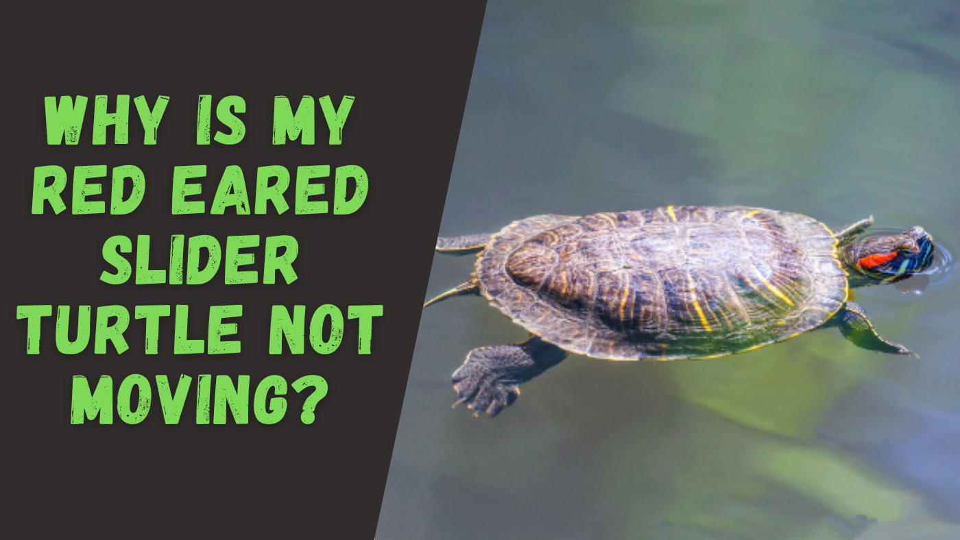 The Turtle Expert – Everything you need to know about turtles!