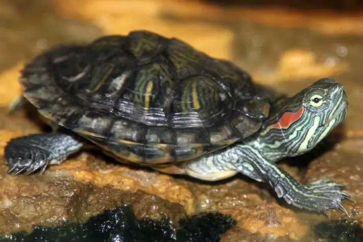 red eared slider twitching