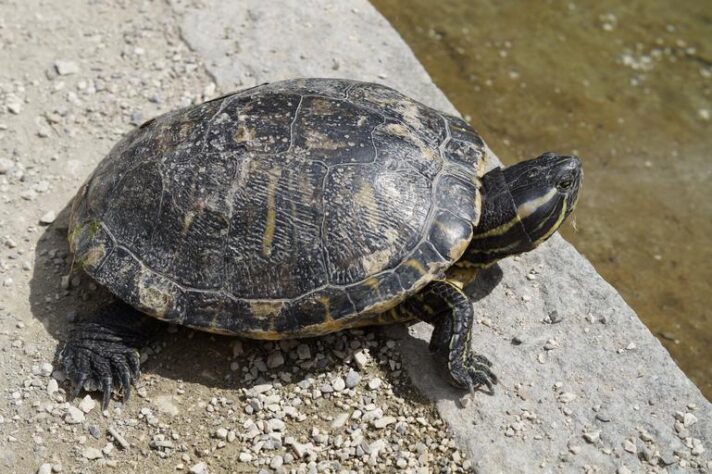 How long can a turtle go without basking
