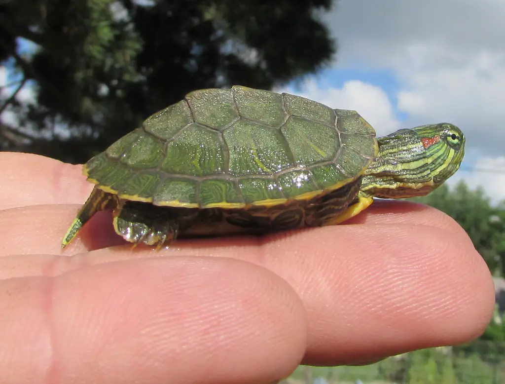 Why Is My Red Eared Slider Not Growing The Turtle Expert