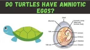Do Turtles Have Amniotic Eggs?