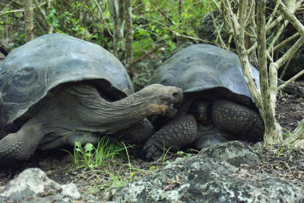 Do Turtles Eat Each Other? The Turtle Expert