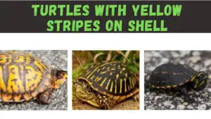 turtle with yellow stripes on shell