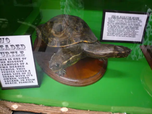 turtle with two heads adult