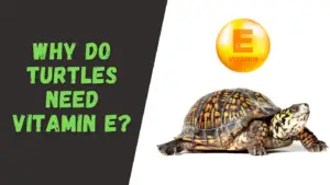 do turtles need vitamin e