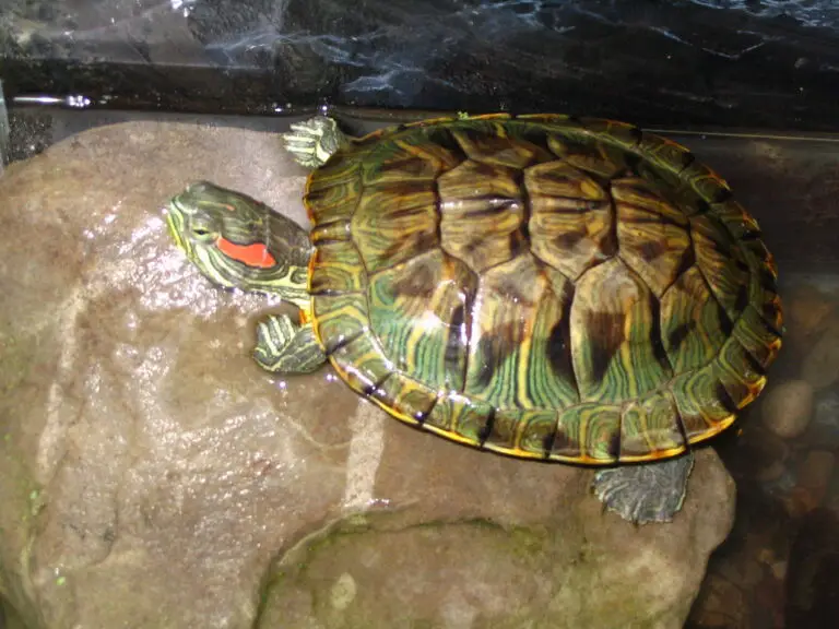 Why did My Turtle Die? – The Turtle Expert