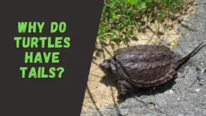 why do turtles have tails