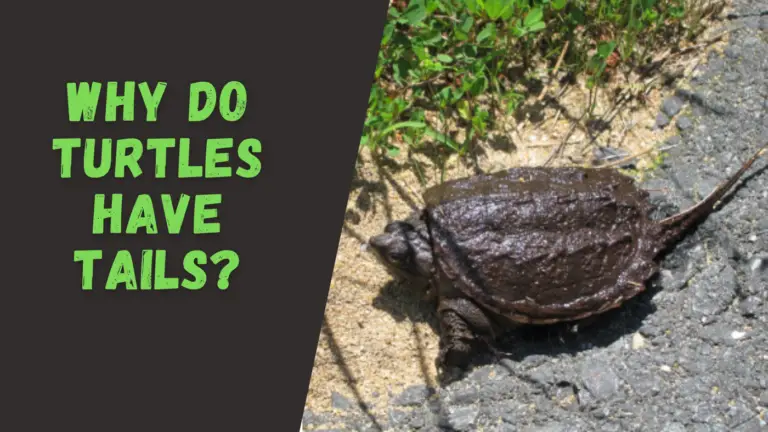 Why do Turtles Have Tails? – The Turtle Expert