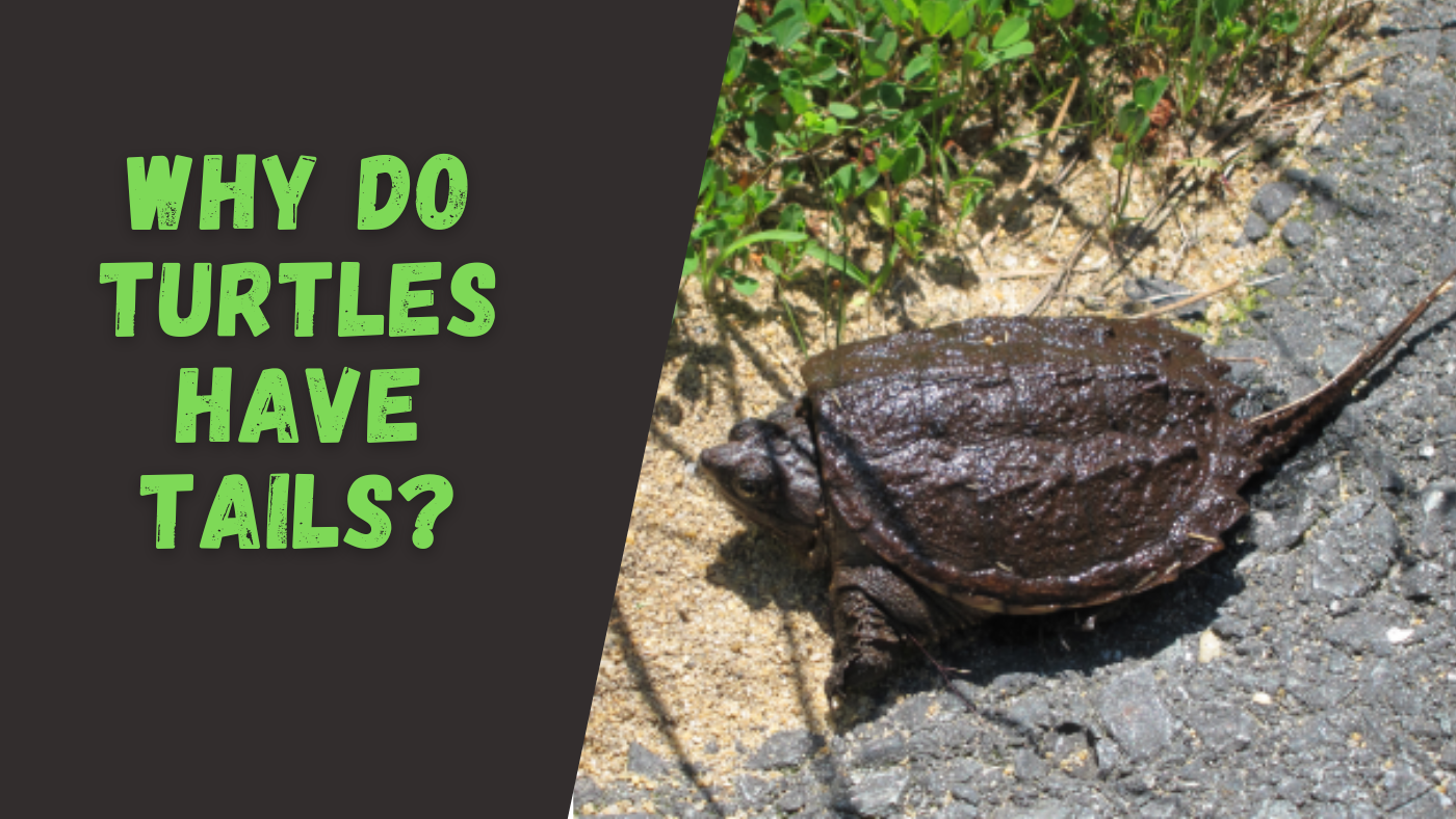 The Turtle Expert – Page 3 – Everything you need to know about turtles!