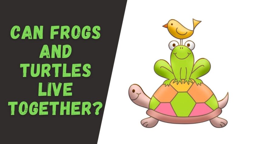 can frogs and turtles live together