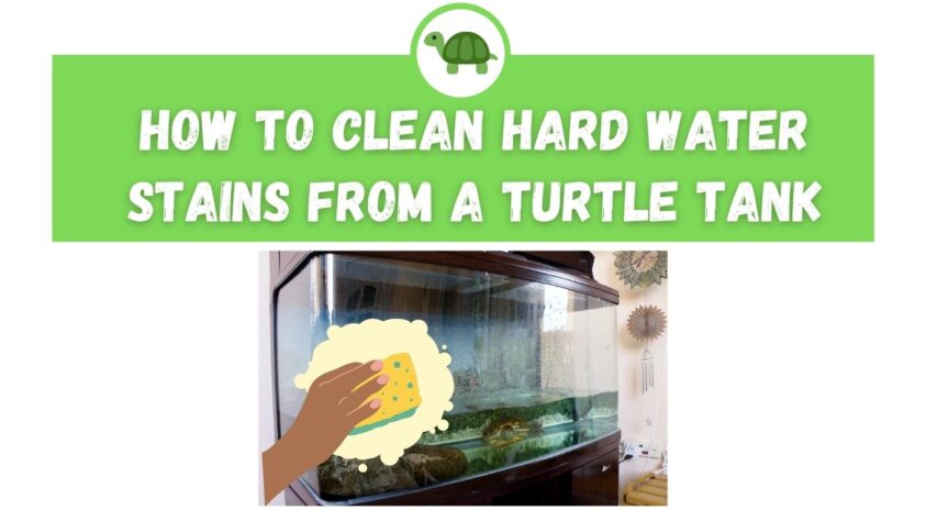 How to Clean Hard Water Stains From a Turtle Tank? – The Turtle Expert