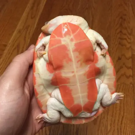 What do albino pink belly Sideneck turtles look like