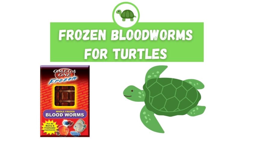 frozen bloodworms for turtles