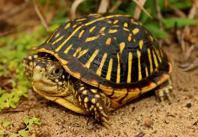 turtle with yellow stripes