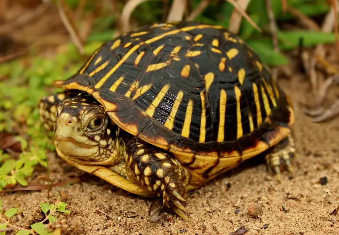 Turtles with Yellow Stripes on Shell – The Turtle Expert