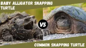 baby alligator snapping turtle vs common snapping turtle