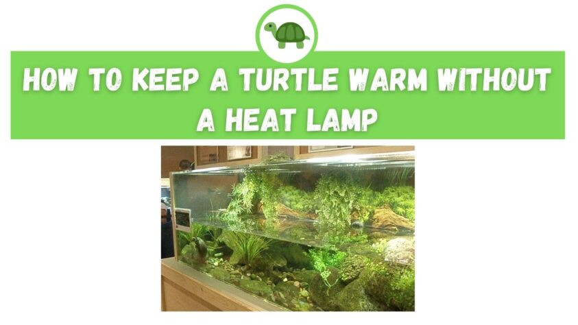 how-to-keep-a-turtle-warm-without-a-heat-lamp-the-turtle-expert