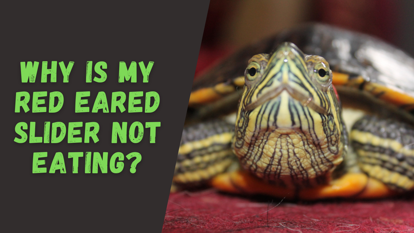 the-turtle-expert-everything-you-need-to-know-about-turtles