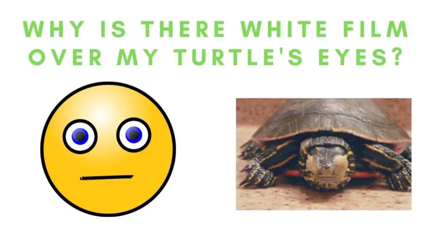 white film over turtles eyes