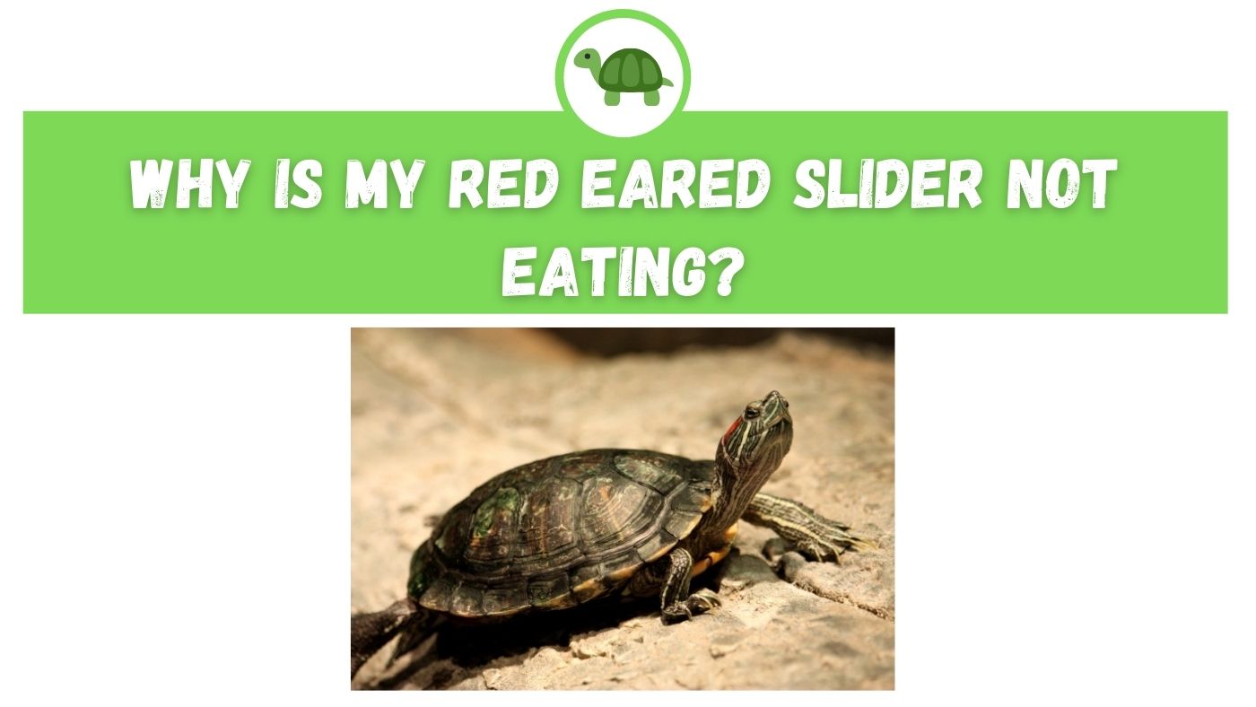 Why is My Red Eared Slider Not Eating? – The Turtle Expert