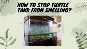 How to Stop Turtle Tank from Smelling