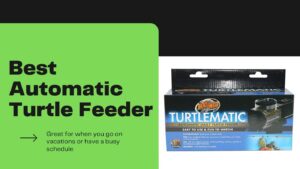 Best Automatic Turtle Feeder