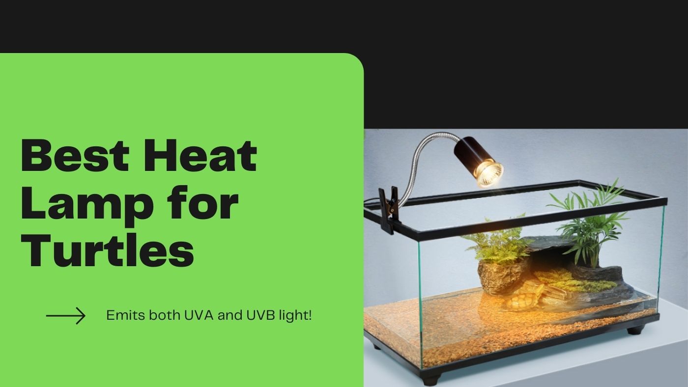 Best Heat Lamp for Turtles The Turtle Expert