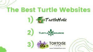best turtle websites