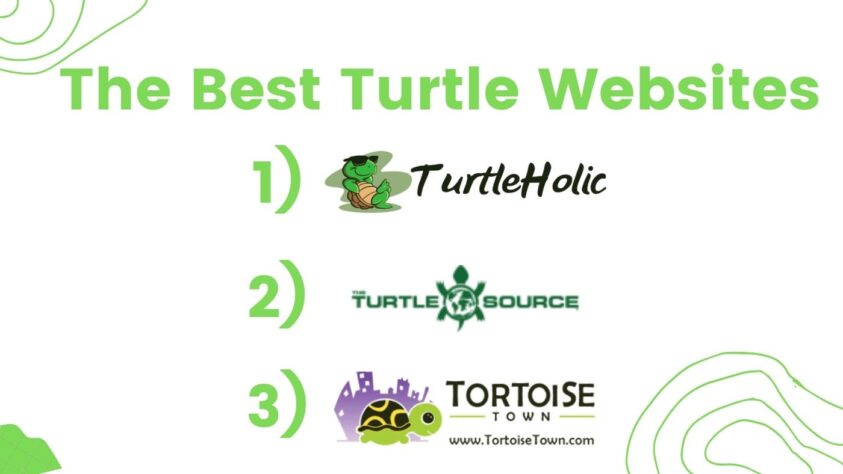 best turtle websites