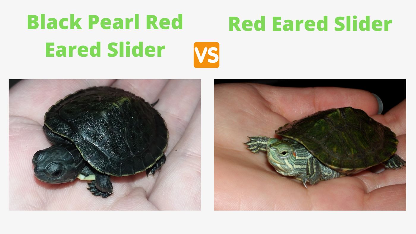 Black Pearl Red Eared Slider – The Turtle Expert