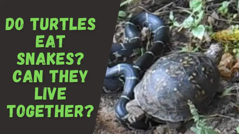 The Turtle Expert – Everything you need to know about turtles!