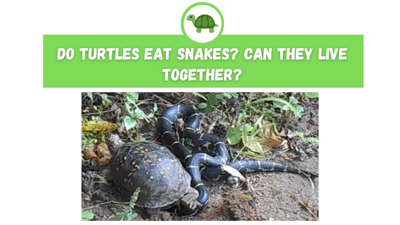 Do Turtles Eat Snakes? Can they live together? – The Turtle Expert